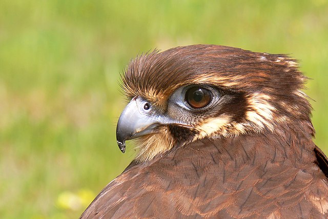 Brown falcon - gorgeous animal (licensed under the Creative Commons Attribution License)